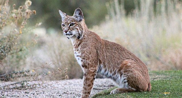Boulder Open Space Presents: Sharing our Backyards with Bobcats, 2 August | Event in Louisville | AllEvents
