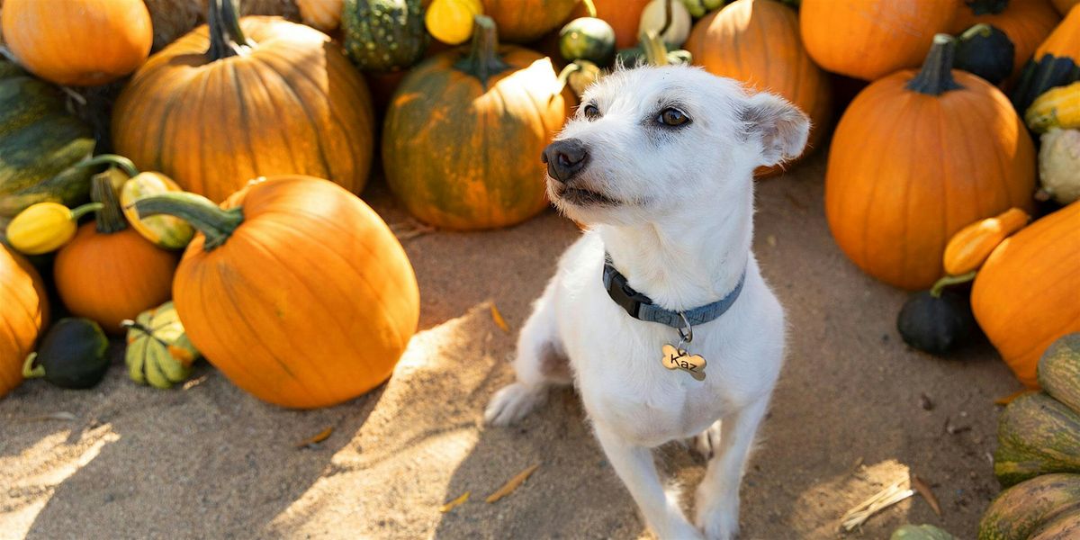 Pumpkins, Paws and Pinot Noir, 11 October | Event in Sonoma | AllEvents