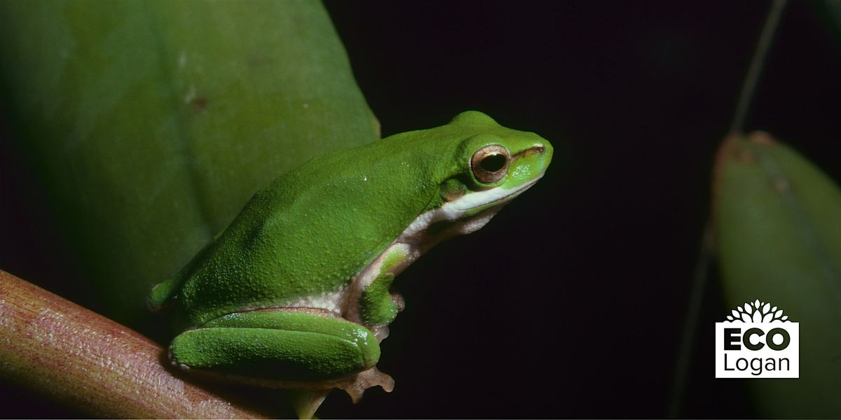 Park after Dark: Frog Spotting, 28 November | Event in Logan City | AllEvents