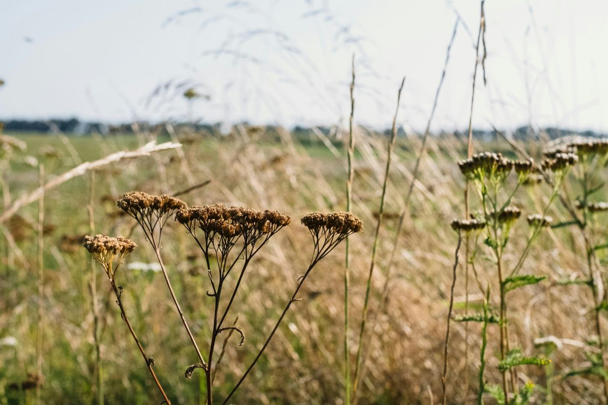 Beginner’s Stewardship: Native Seed Harvesting Workshop, 10 October | Event in Hillsborough Township | AllEvents