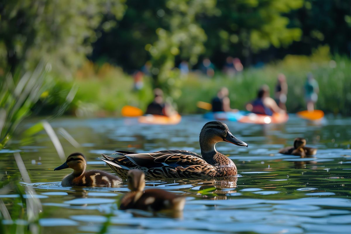 Drift & Discover: A Birdwatching Paddle, 20 June | Event in Cassel | AllEvents