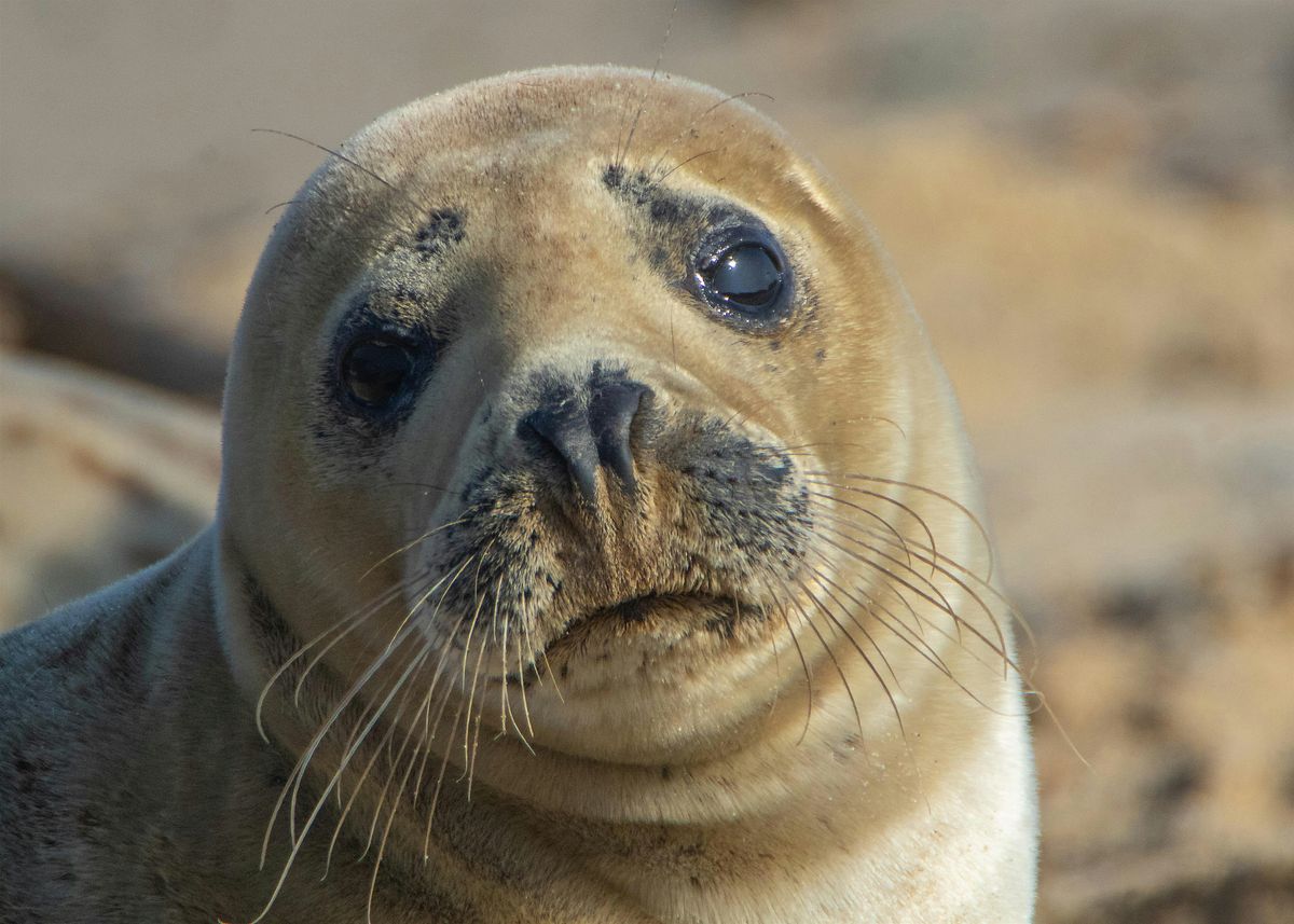 Volunteer Training to Monitor Seals Around Sandy Hook Bay, NJ, 15 November | Event in Redd Bank | AllEvents