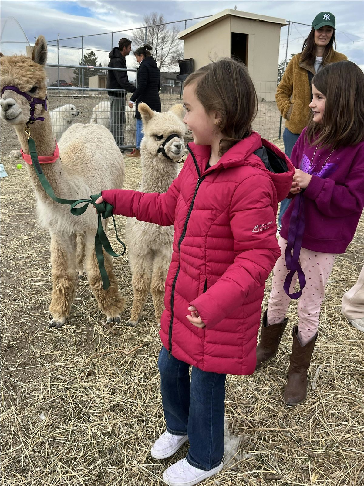 Alpaca Farm Tour, 3 September | Event in Arvada | AllEvents