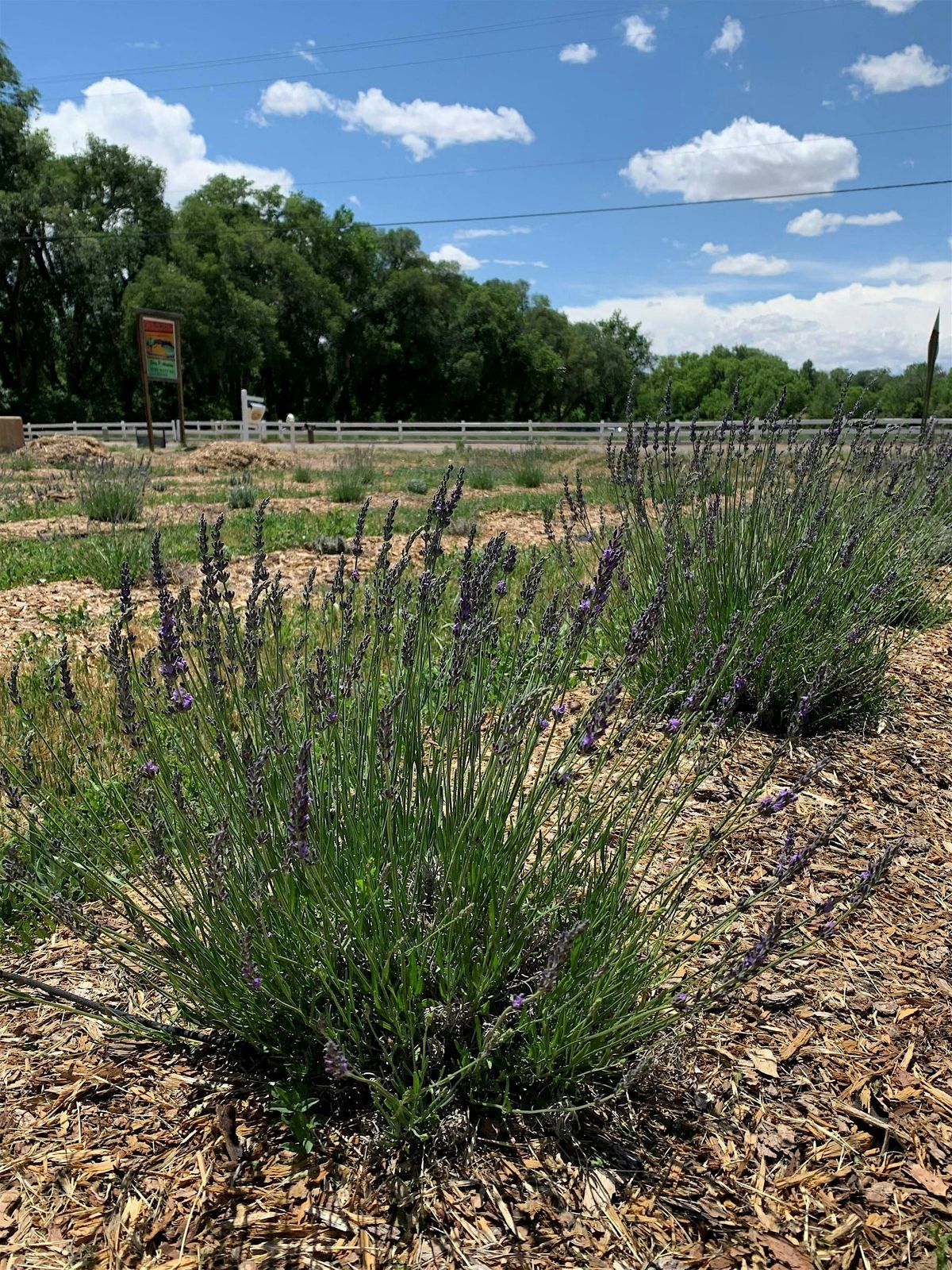 A Talk About Lavender, 22 July | Event in Los Ranchos de Albuquerque | AllEvents