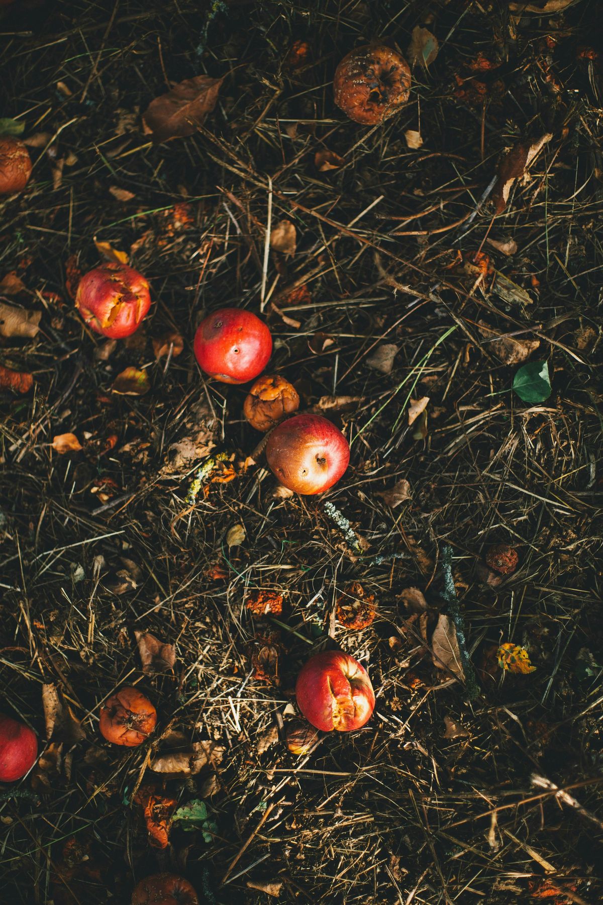 Composting 101 | Event in Braddock | AllEvents