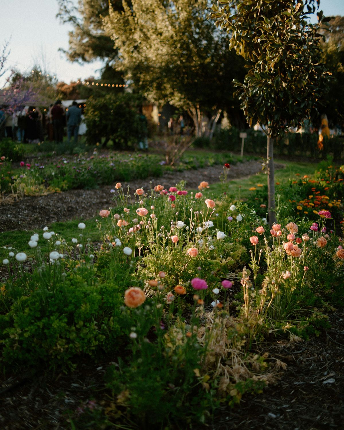 Laurel Botanicals Community  U- Pick 5/18/25, 18 May | Event in Madera | AllEvents