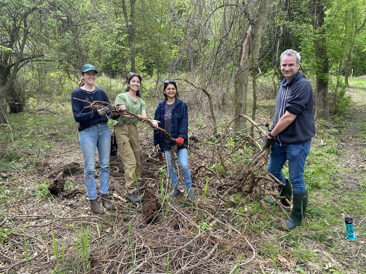 Volunteer Invasive Plant Management at Greenwood Park, 18 May | Event in Stoneham | AllEvents