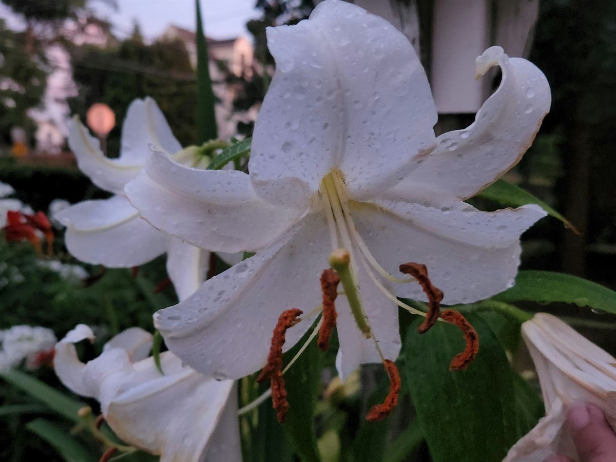 How to Establish a Fragrance Garden, 28 June | Event in Richboro | AllEvents