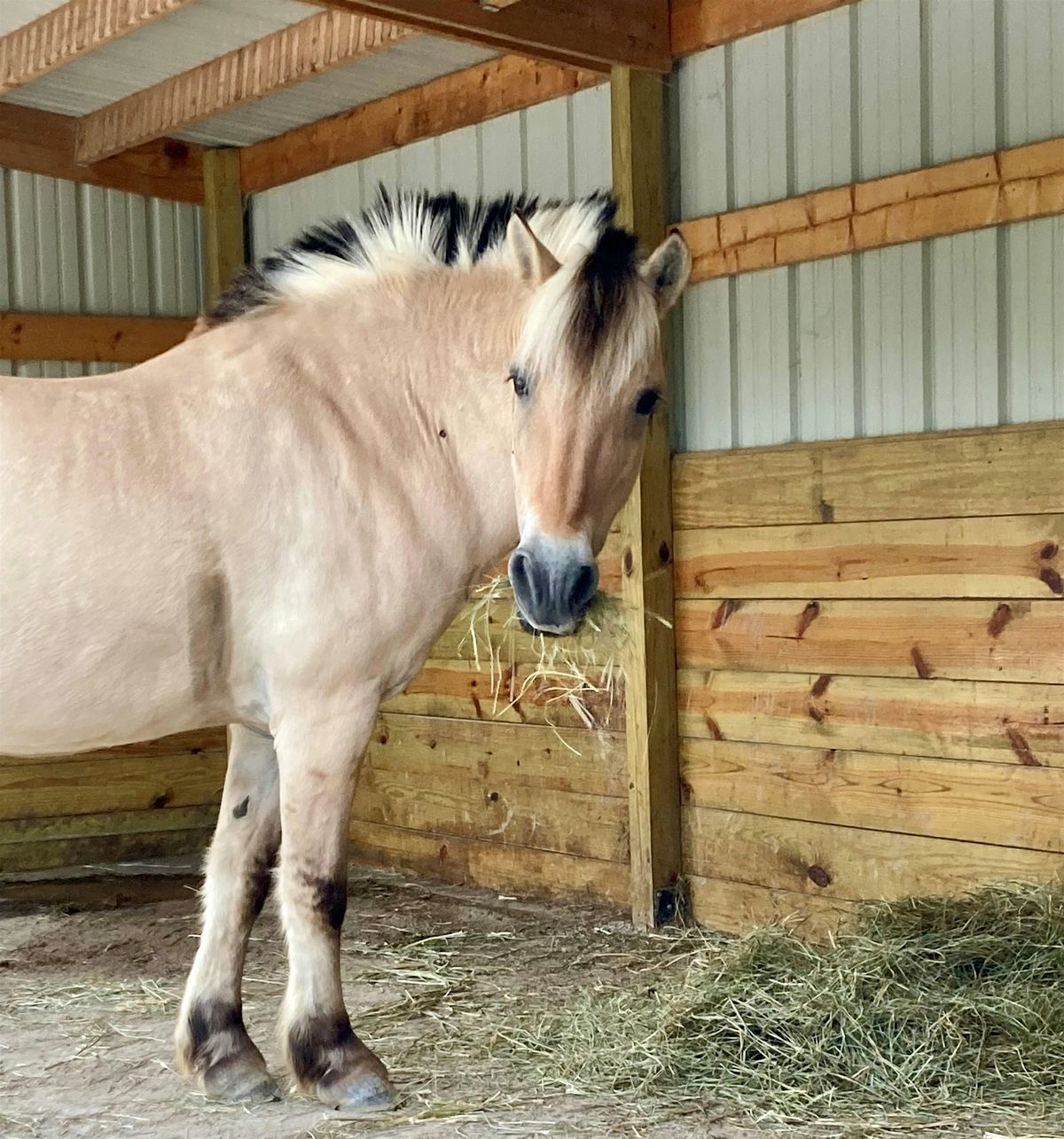 Freedom Riders - Equestrian Program 10/14/2025 - 12/9/2025, 14 October | Event in Lake Forest | AllEvents