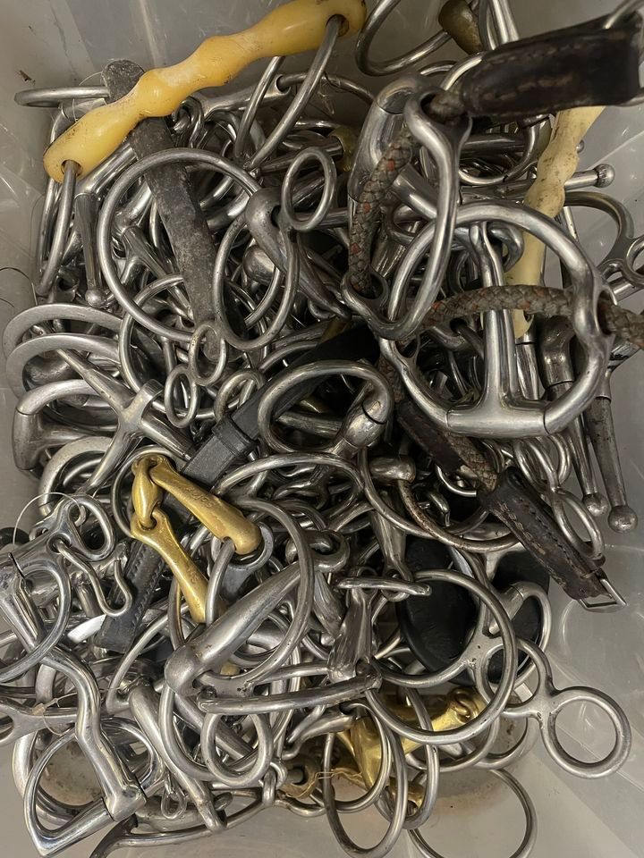 Discussing the importance of bit and bridle fitting with Aimee Shiel