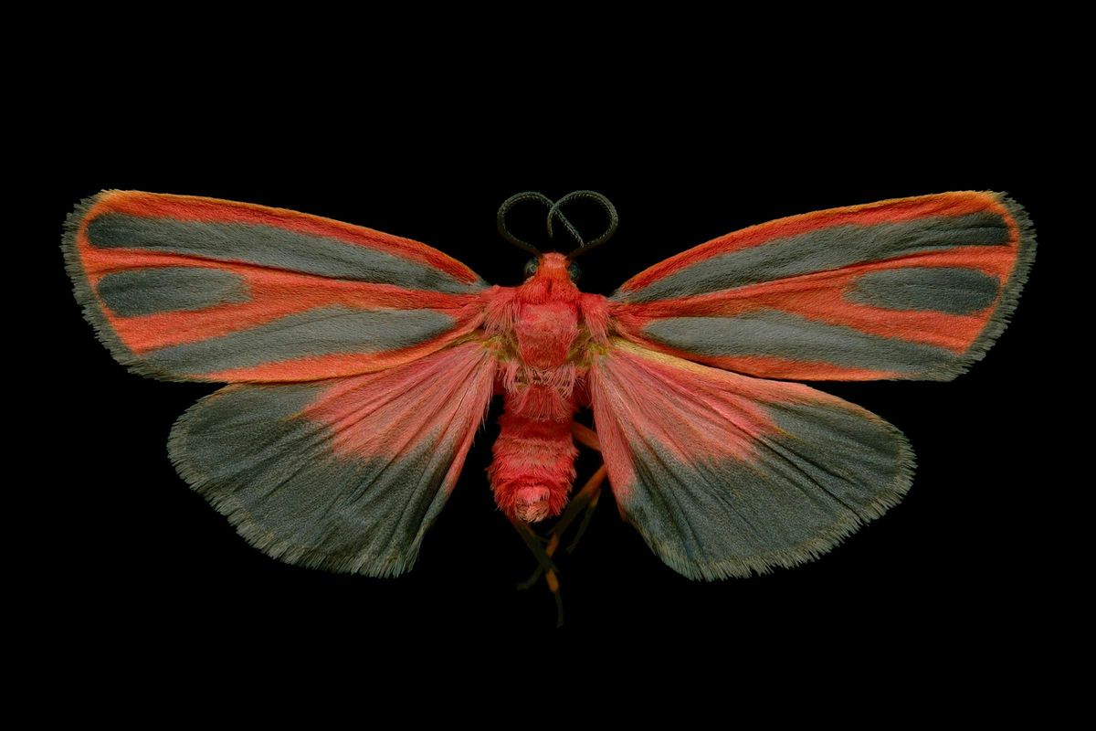 National Moth Week Event, 26 July | Event in Billings | AllEvents