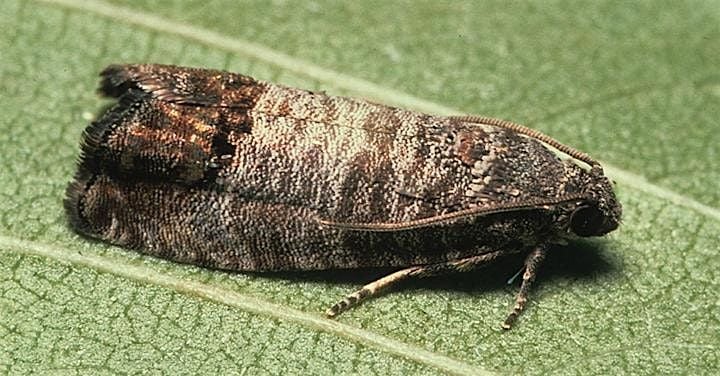 Codling Moth IPM Field Day, 4 August | Event in Royal City | AllEvents