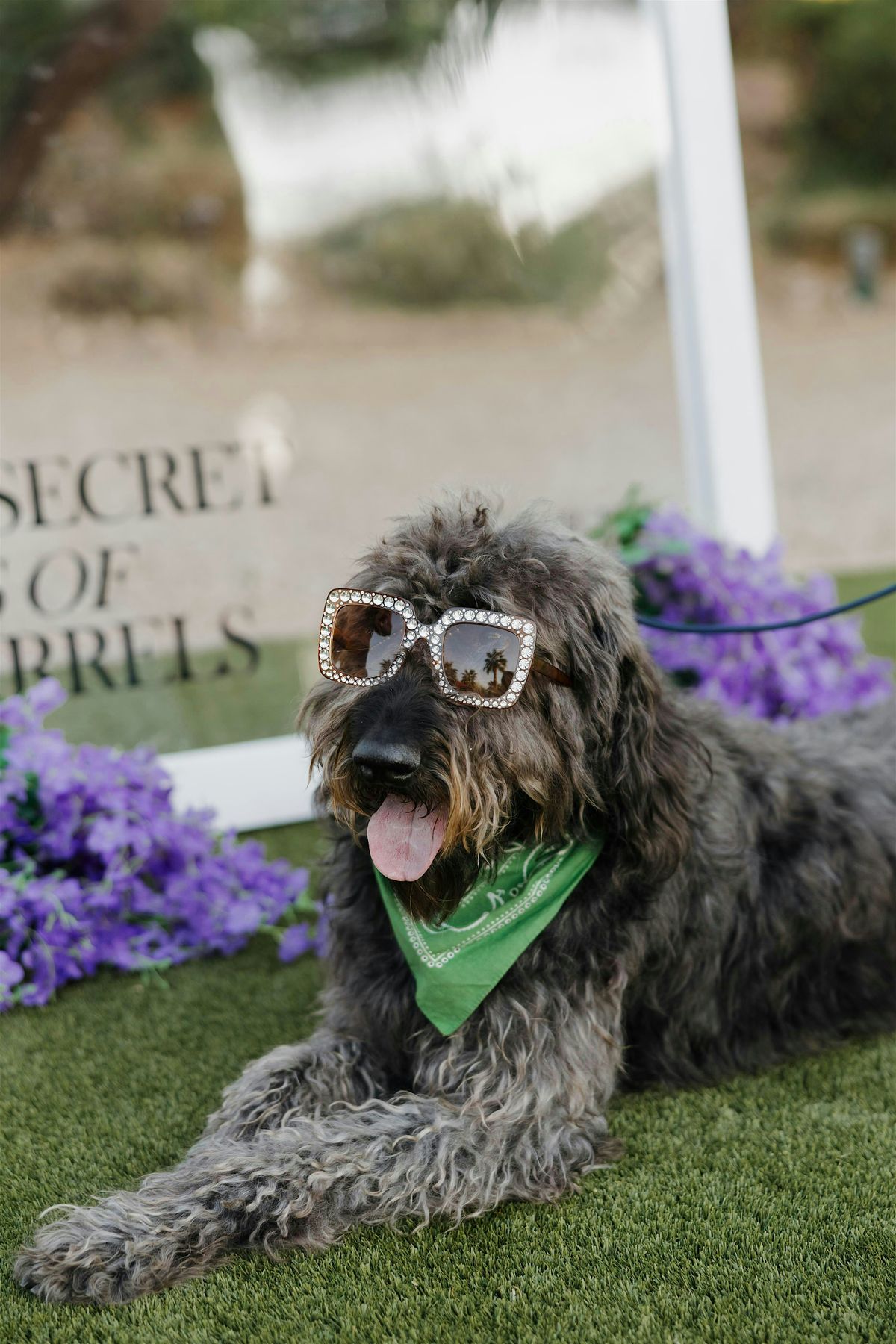 Yappy Hour, 11 September | Event in Scottsdale | AllEvents
