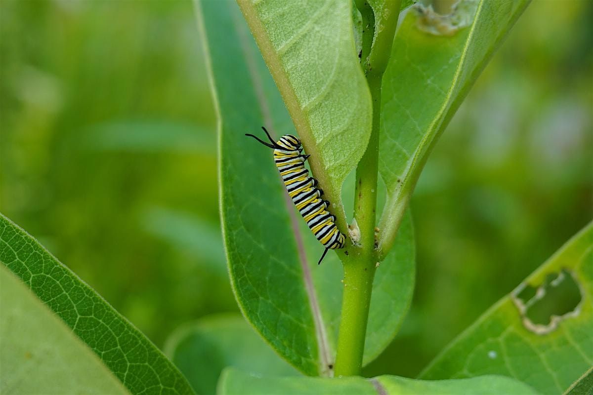 Gardening for Butterflies and Their Caterpillars, 14 July | Event in Haverford | AllEvents