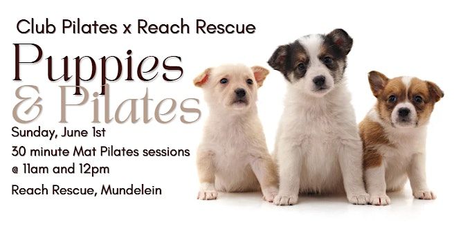 Puppies & Pilates, 1 June | Event in Mundelein | AllEvents