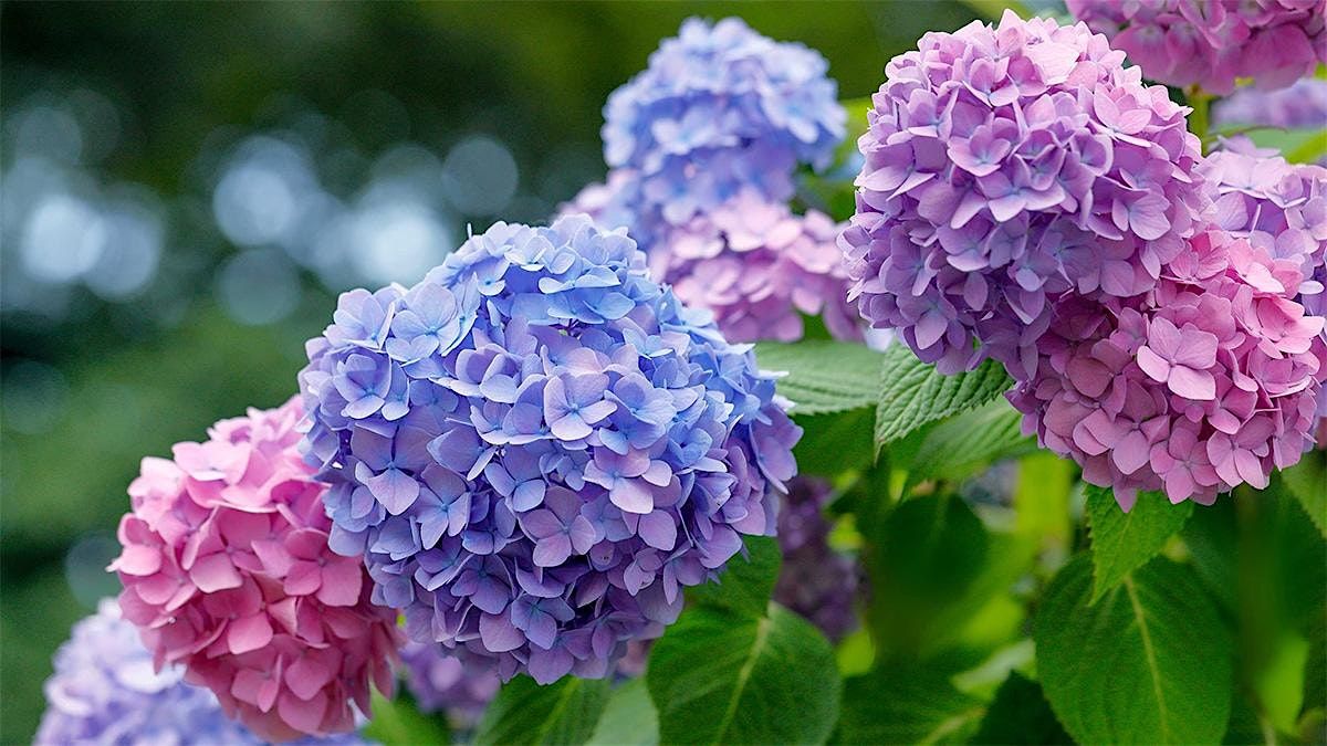 The 3 P's of Hydrangeas: Planting, Pruning and Propagation, 6 September | Event in Frankford | AllEvents