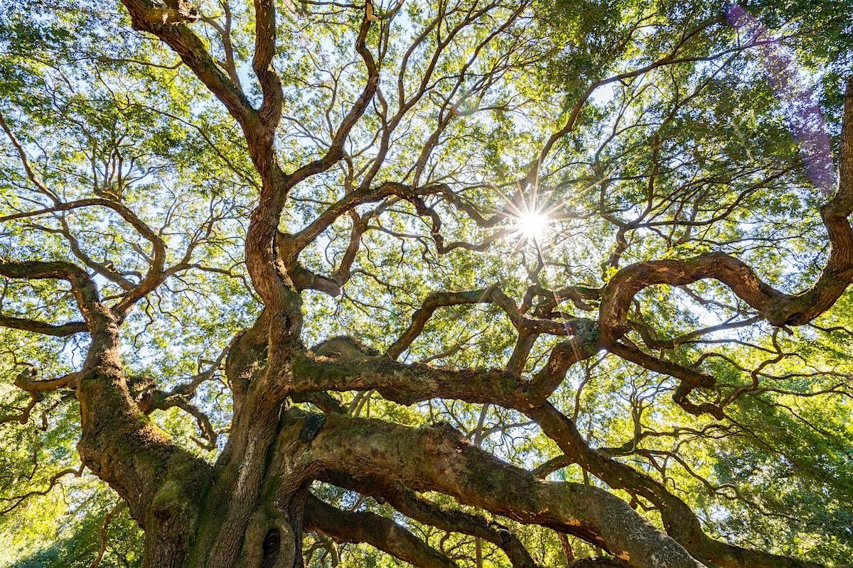 Tree Giveaway at Reed Park, 6 September | Event in Tampa | AllEvents