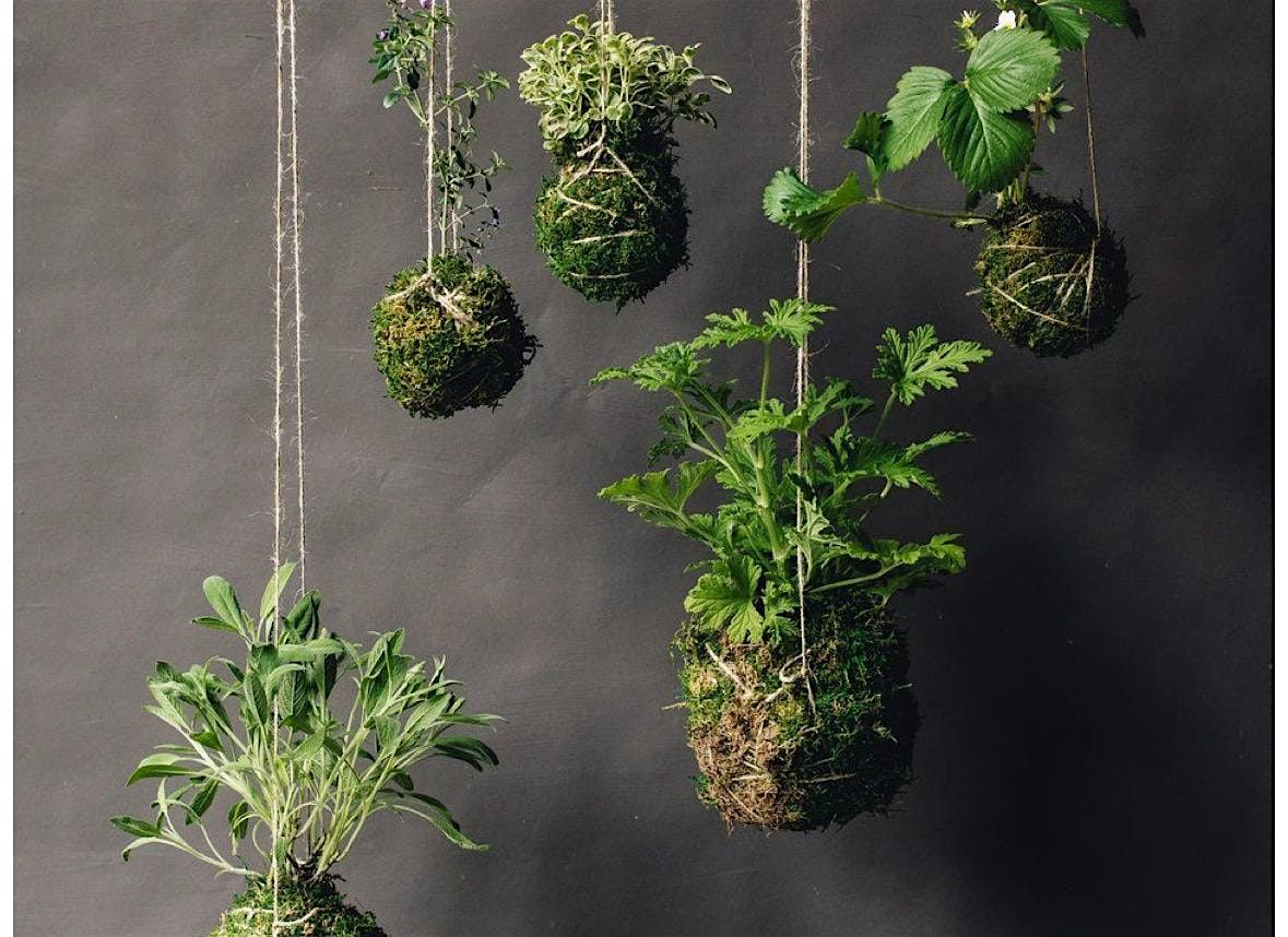 Staghorn Fern Kokedama Workshop, 19 October | Event in Lancaster | AllEvents