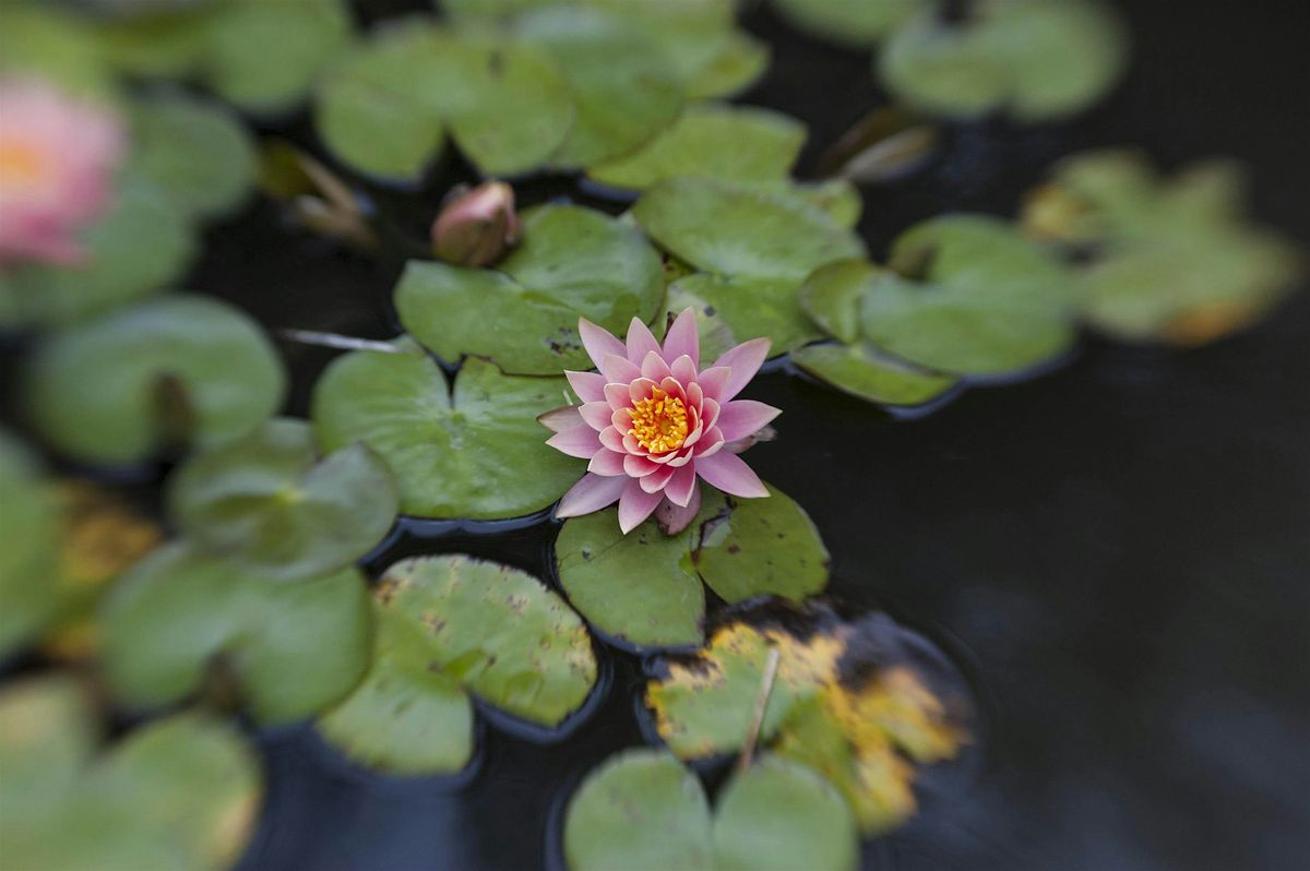 Photographing the Gardens at the Huntington Library with Art Ramirez, 22 November | Event in Pasadena | AllEvents