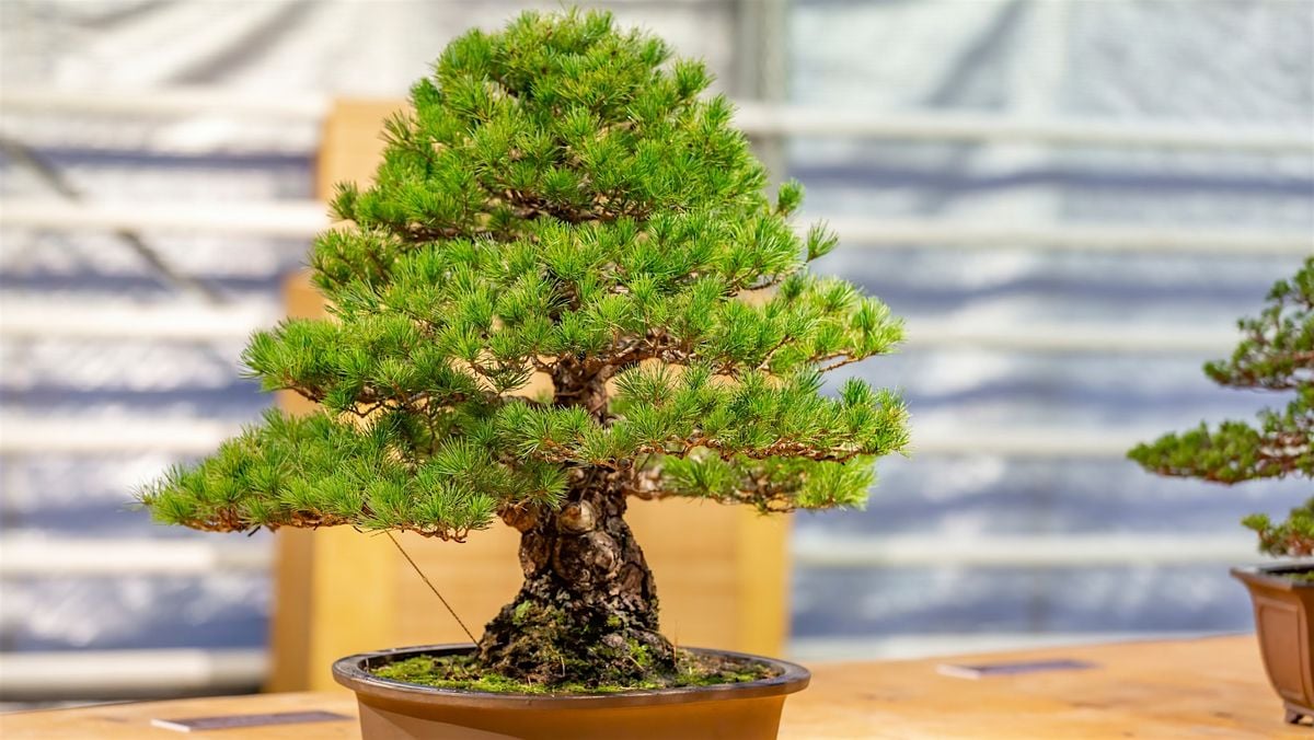 Bonsai Society Meeting - Welcome Back / Surviving the Summer, 18 October | Event in Mesa | AllEvents