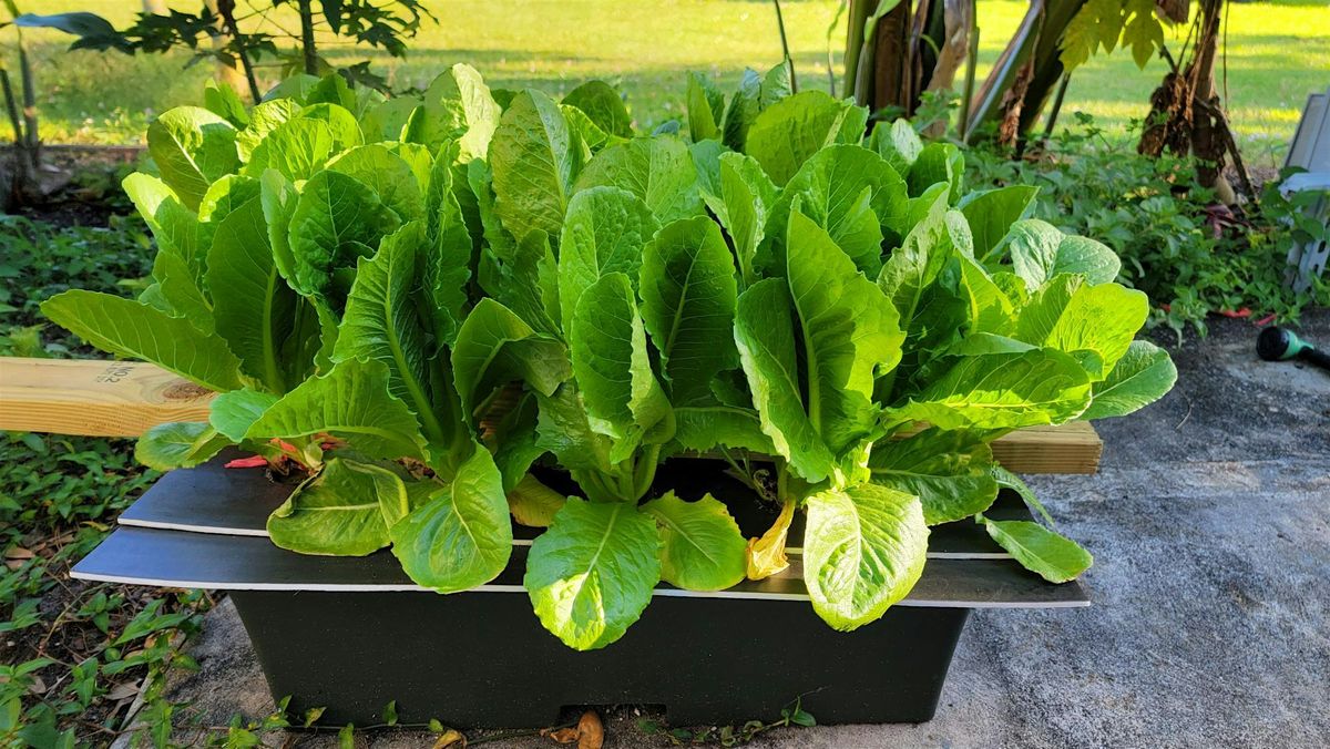 Hydroponic Gardening Made Easy – Learn and Serve Workshop, 28 June | Event in Vancouver | AllEvents