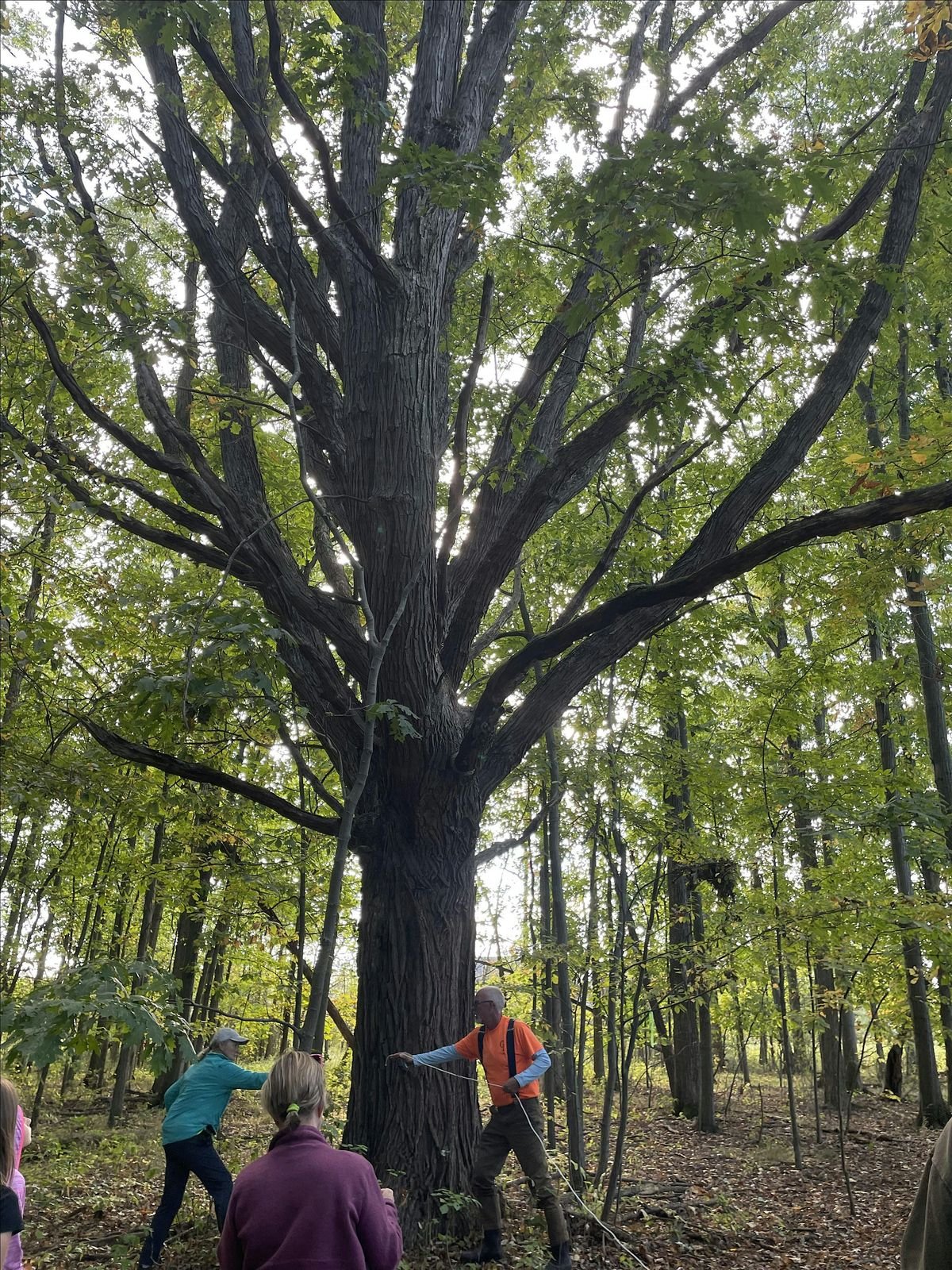 Tree ID Hike, 7 October | Event in Grand Island | AllEvents