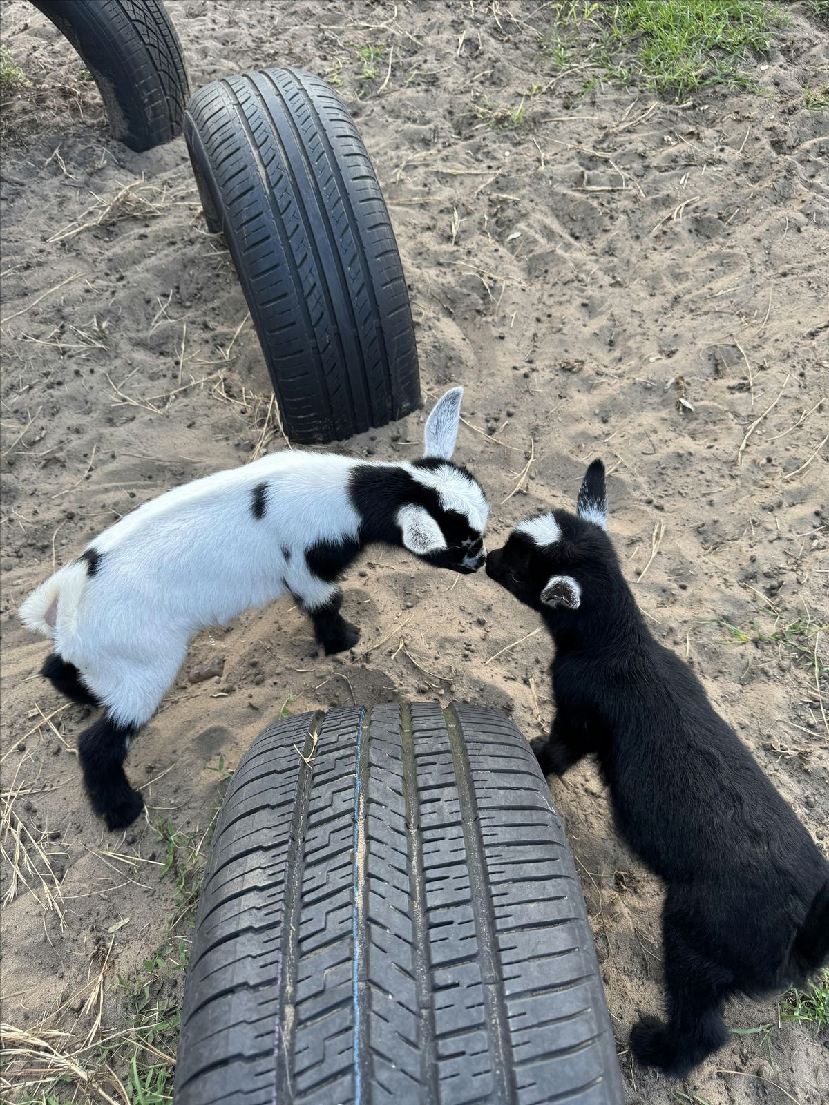 Baby Goat Encounters, 6 September | Event in Floral City | AllEvents