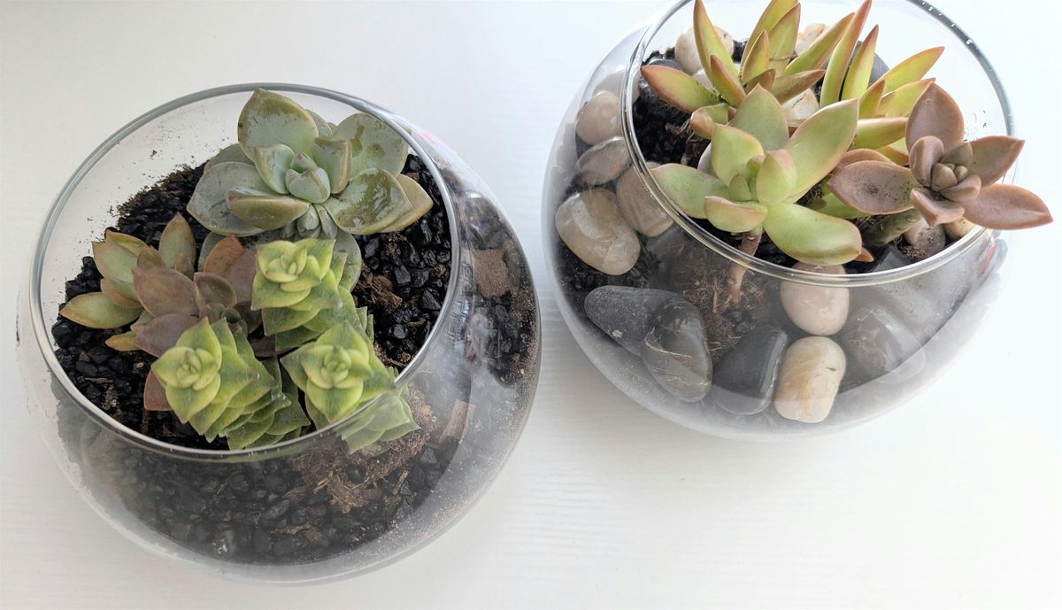 Make Your Own Succulent Terrarium, 28 July | Event in Eden Prairie | AllEvents