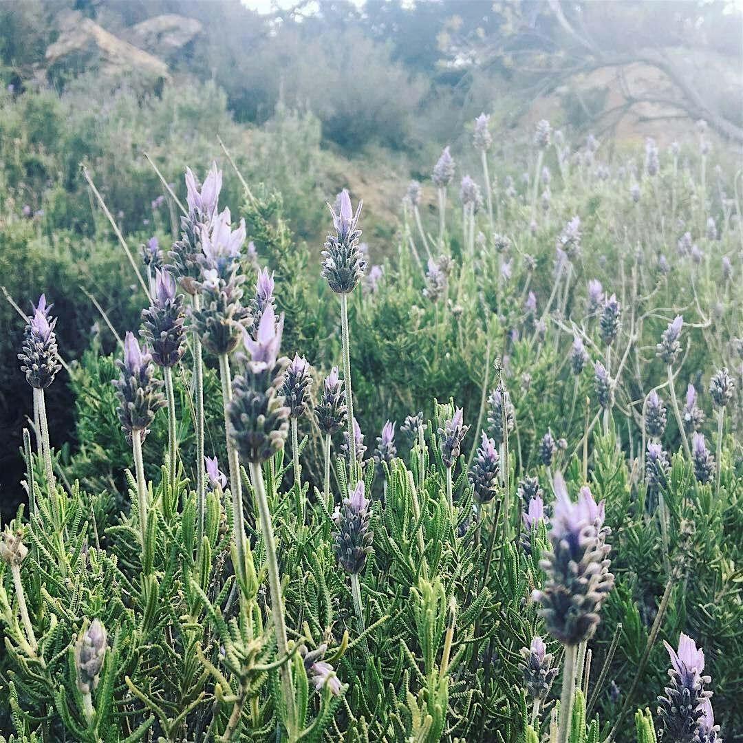 Supportive Herbs for Queer Health with Ocotillo Herbals, 13 November | Event in Cincinnati | AllEvents