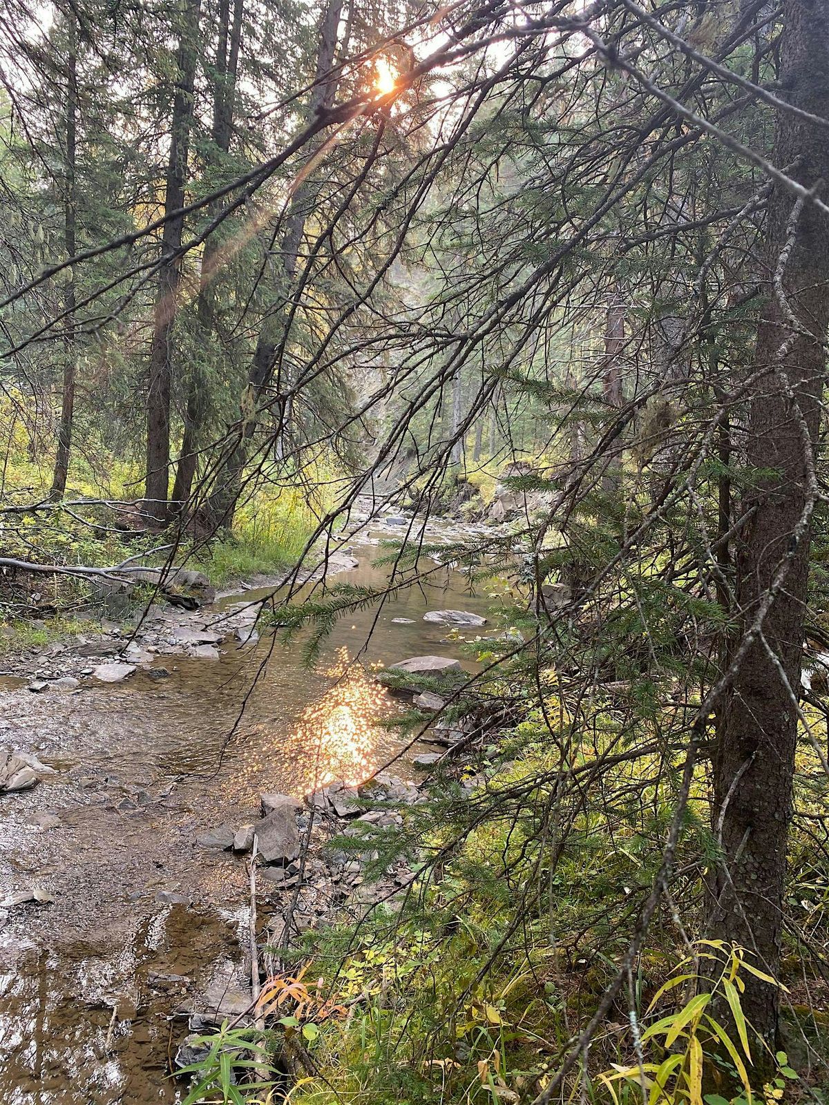 Winter Wonderland Hike at Skunk Hollow (2B), 24 January | Event in Mountain View County | AllEvents