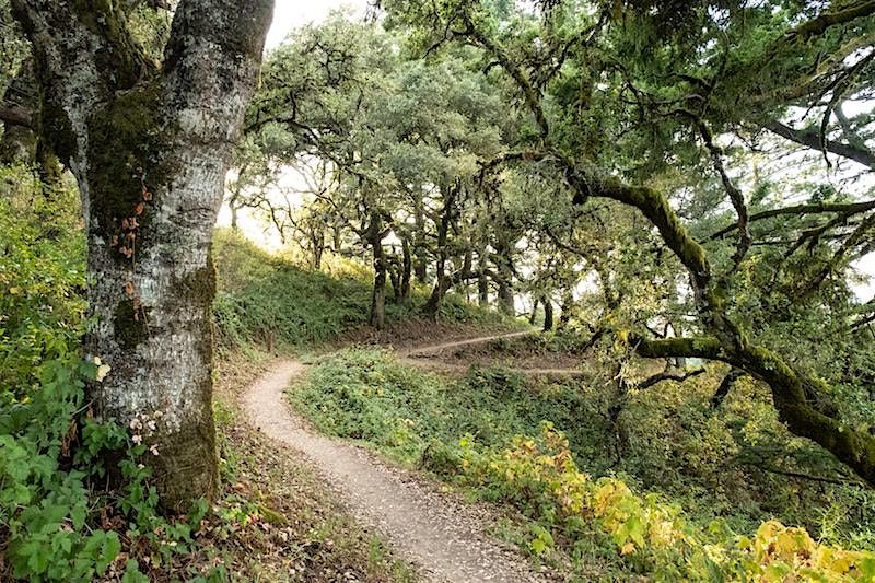 Hike at Windy Hill, 27 June | Event in Portola Valley | AllEvents