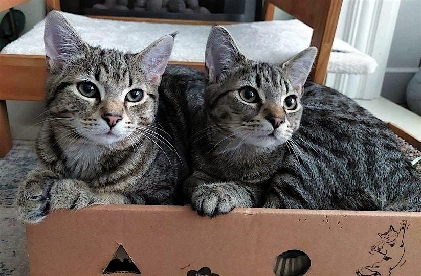 Cat Rehoming Day, 28 June | Event in Warwick | AllEvents