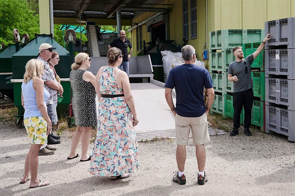 Chianti Hills: Olive Mill Guided Tour with 3 Oil Tastings and Bruschetta | Event in San Casciano in Val di Pesa