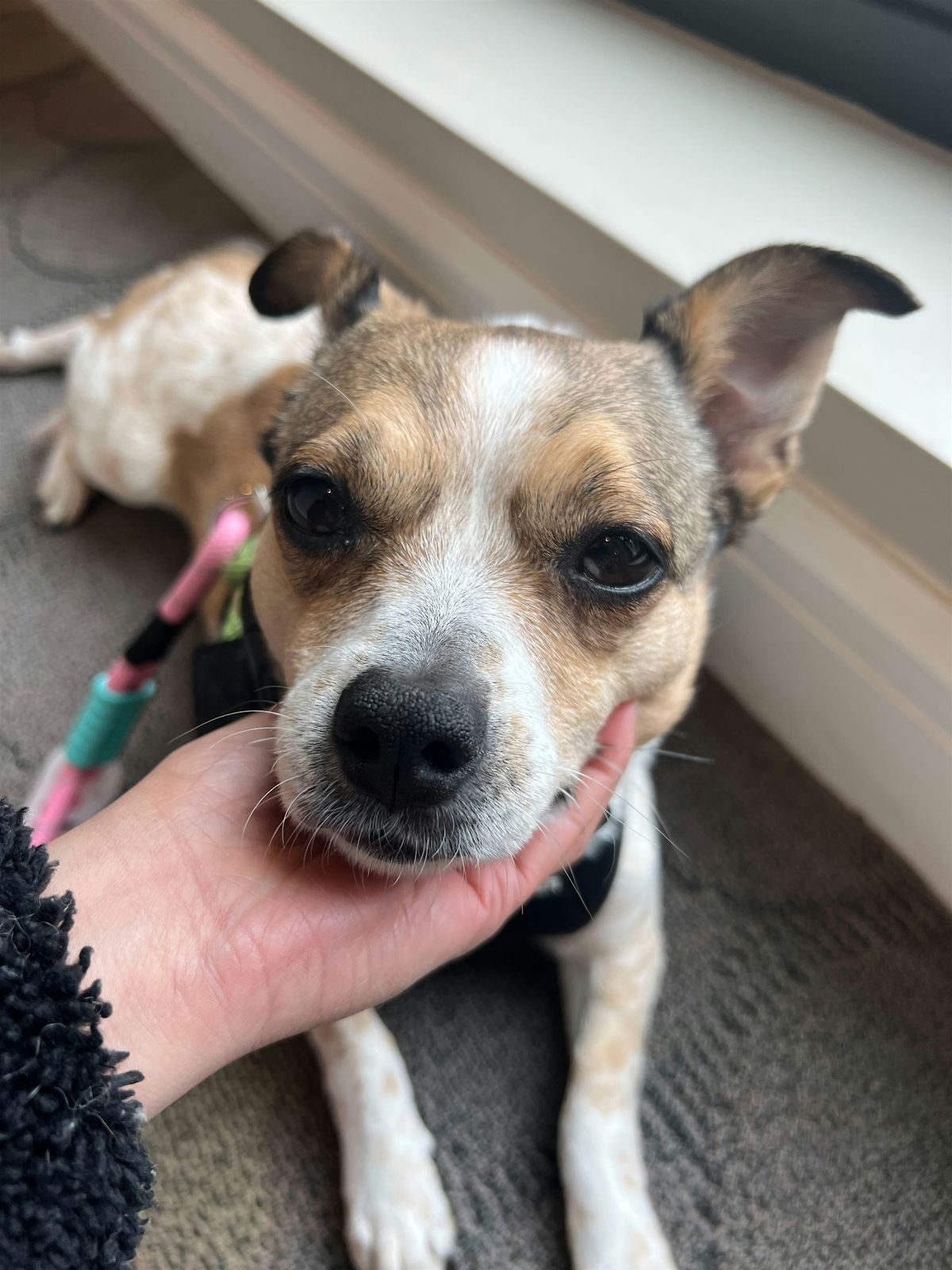 Adoption Event at Unleashed by Petco Park Slope – June 28, 28 June | Event in Brooklyn | AllEvents