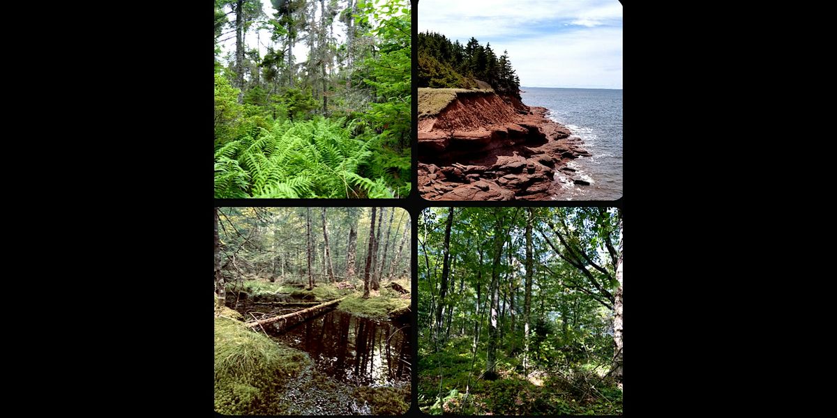 Vital Forests – Documentary Screening & Forest Ecology Discussion, 17 December | Event in Charlottetown