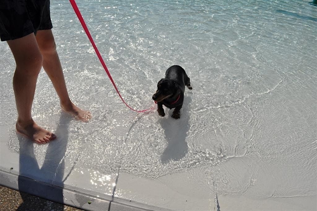 Annual Doggie Splash - Small Dog Session 2, 6 September | Event in Leavenworth | AllEvents