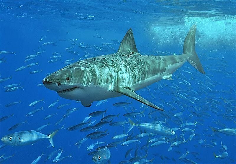 Shark Week with PAT, 8 July | Event in Egg Harbor Township | AllEvents