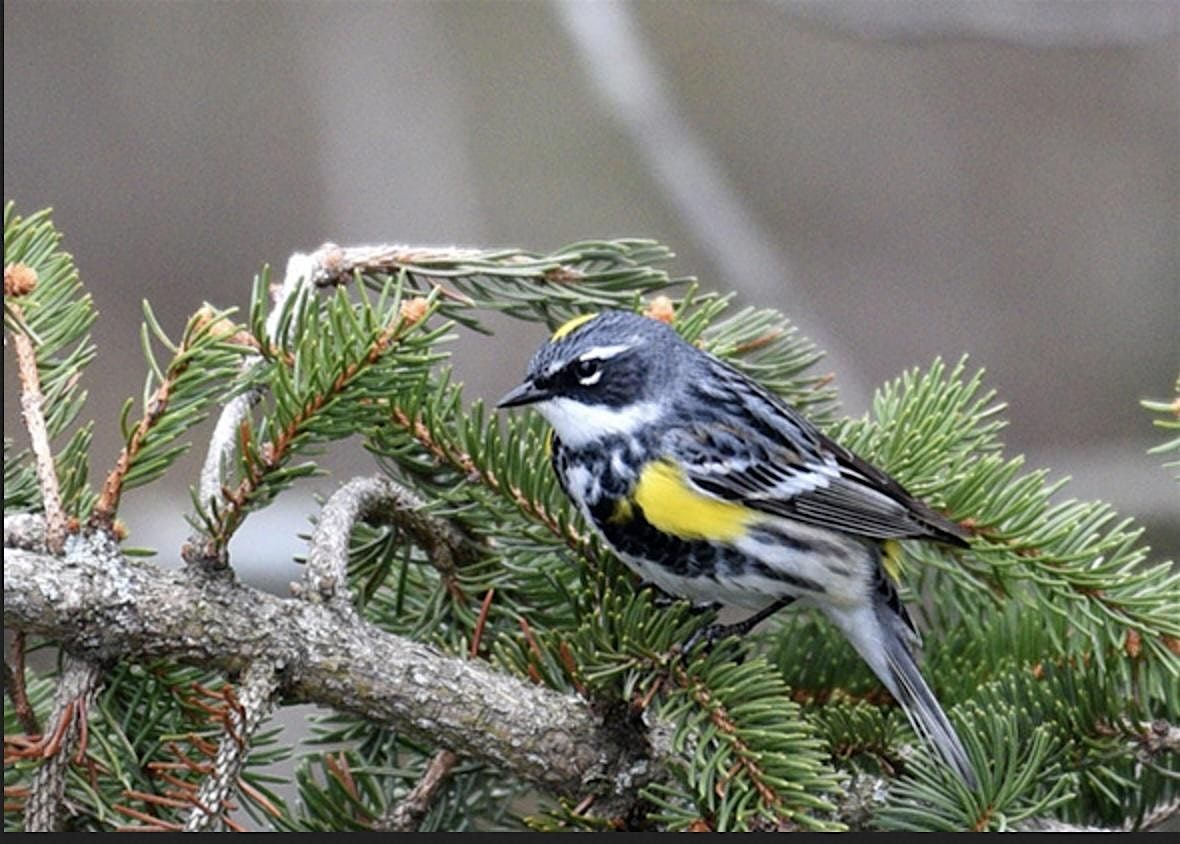 Birding by Ear at Samish Crest Trail, 13 May | Event in Bellingham | AllEvents