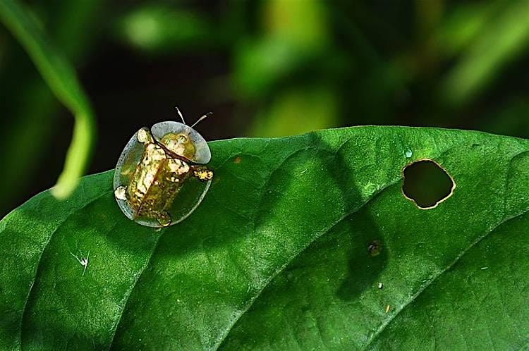 Tortoise Beetle & Mini Cloche Workshop, 10 November | Event in Salem | AllEvents