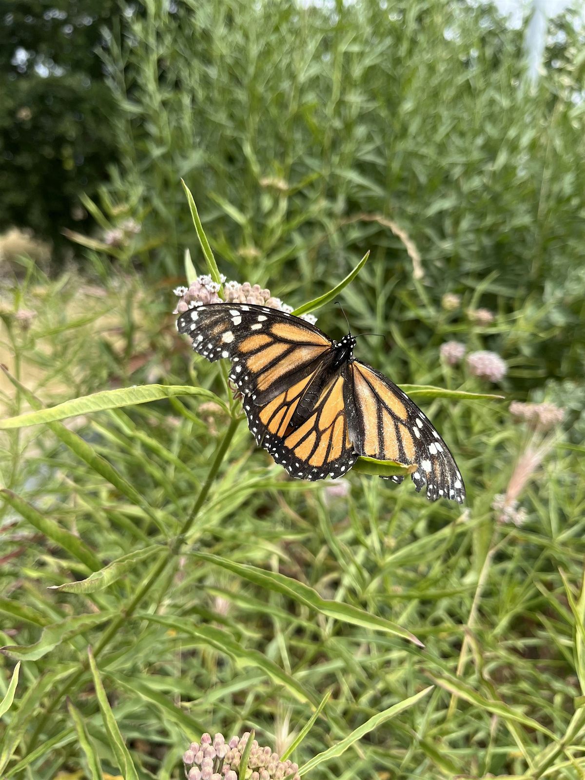 Annual Butterfly Count, 21 June | Event in Galt | AllEvents