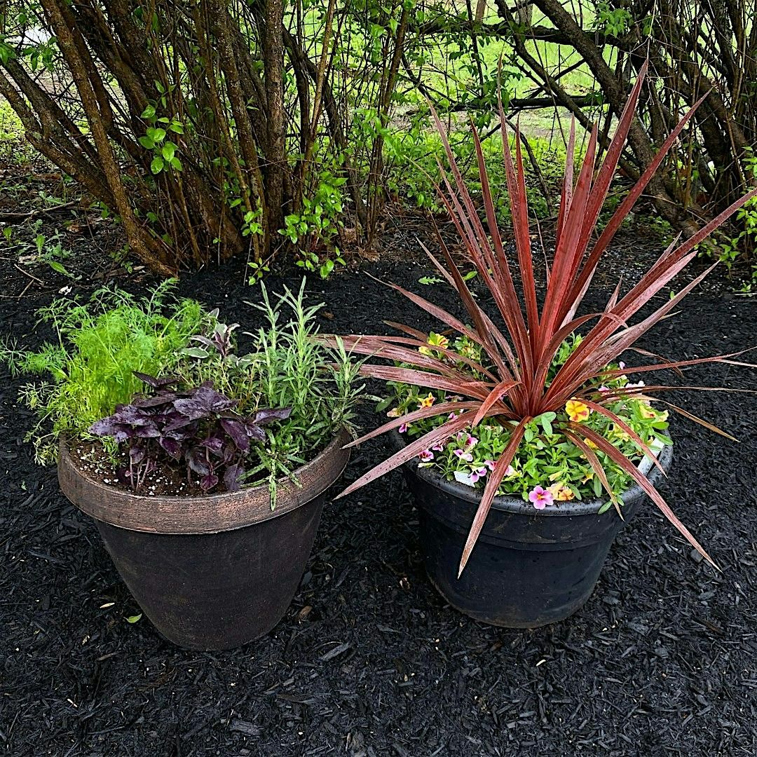 Plant & Sip with Toadflax Nursery at Common Roots Brewing Company, 1 June | Event in South Glens Falls