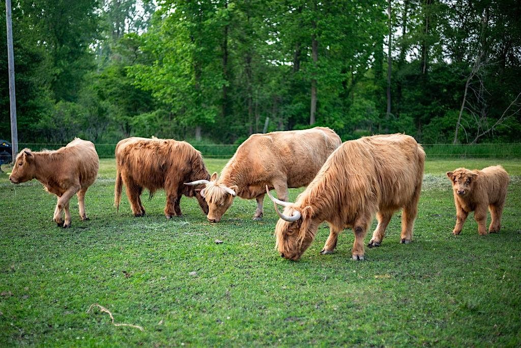 Stretch and Stroll with Highland Cows (September 22), 22 September | AllEvents