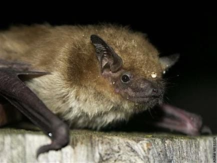 Bat Safari: Family Program, $4 per person upon arrival, 25 July | Event in East Islip | AllEvents