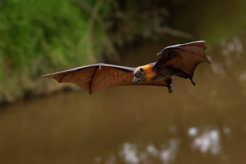 They Fly by Night:  Flying Foxes and Micro Bats in Boroondara, 22 October | Event in Hawthorn | AllEvents