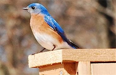 Falling for Birds: A Migratory Experience, 14 September | Event in Hopewell Township | AllEvents