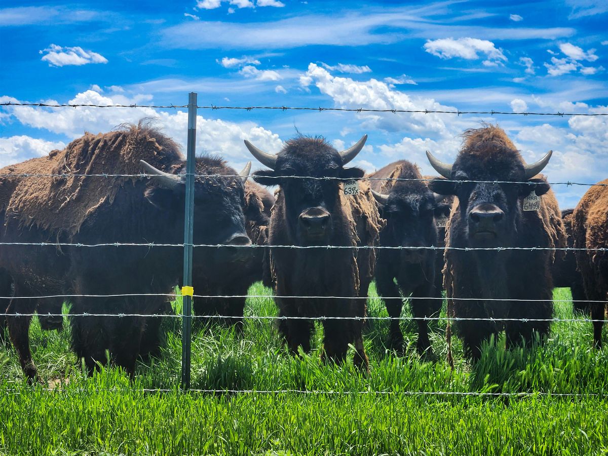 Lunch with the Bison, 28 June | Event in Hudson | AllEvents