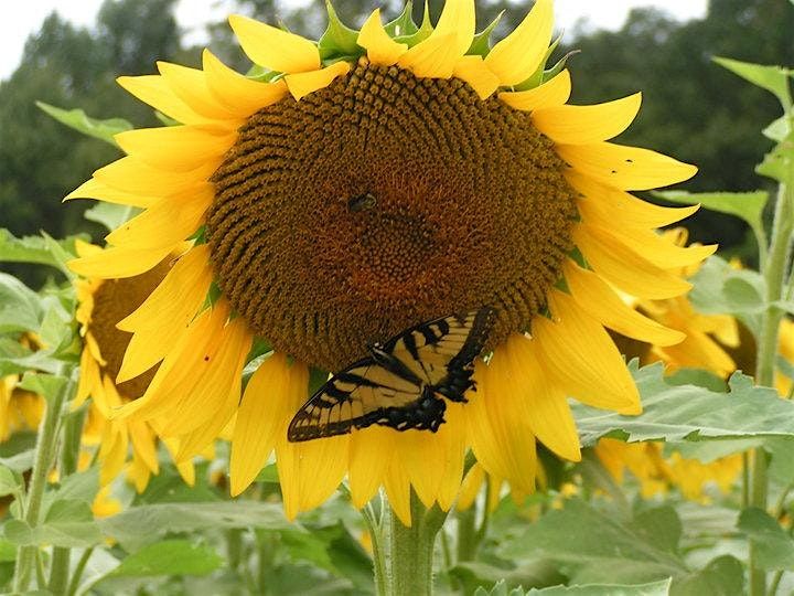 Meet with a Xerces Ambassador!, 25 September | Event in Glen Mills | AllEvents