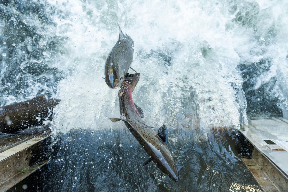 Water Walk - Mokelumne Fish Hatchery, 6 November | Event in Clements | AllEvents