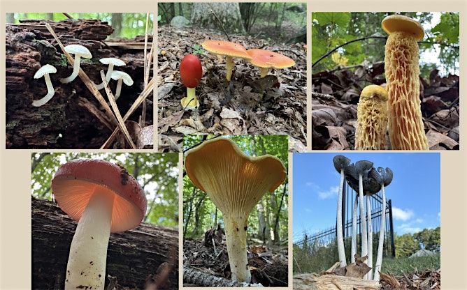 Finding Fungi with Hikes of Georgia's Ranger Darling, 13 July | Event in Lithonia | AllEvents