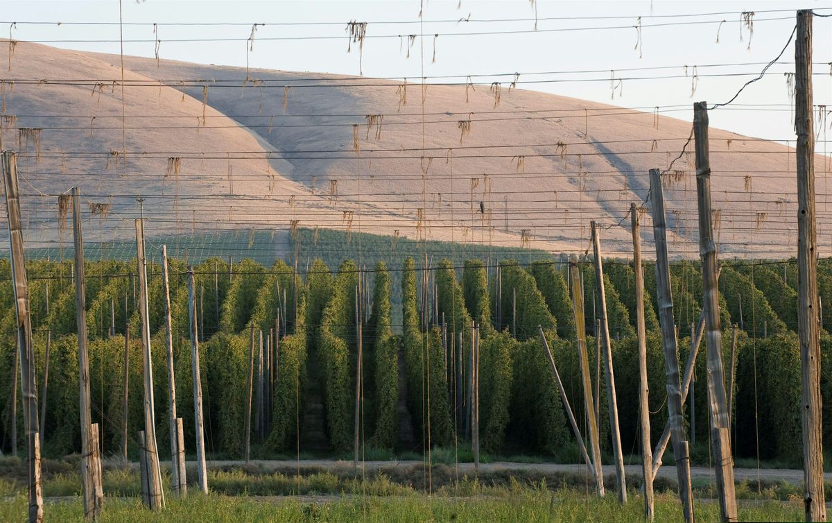 Hop Research Council Summer Meeting - Additional Attendee, 29 July | Event in Yakima | AllEvents